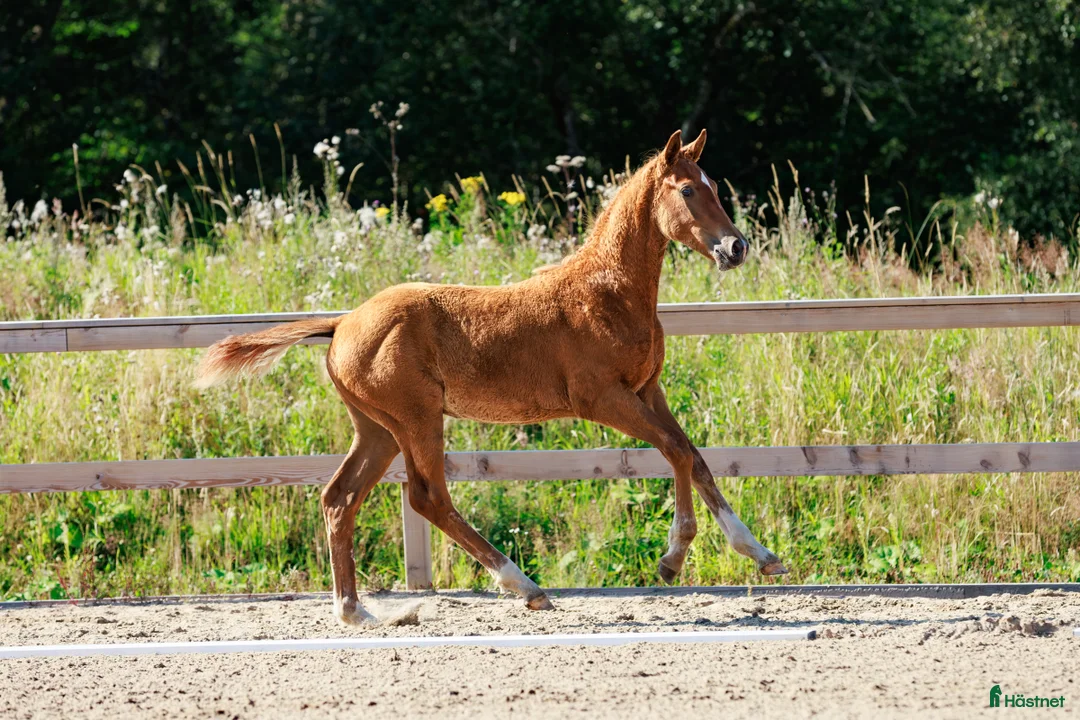 Dressyr hästar till salu: Stiligt tvåring efter Devin Franco - Annons 1