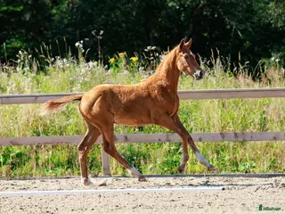 hästar Stiligt tvåring efter Devin Franco - Annons 3