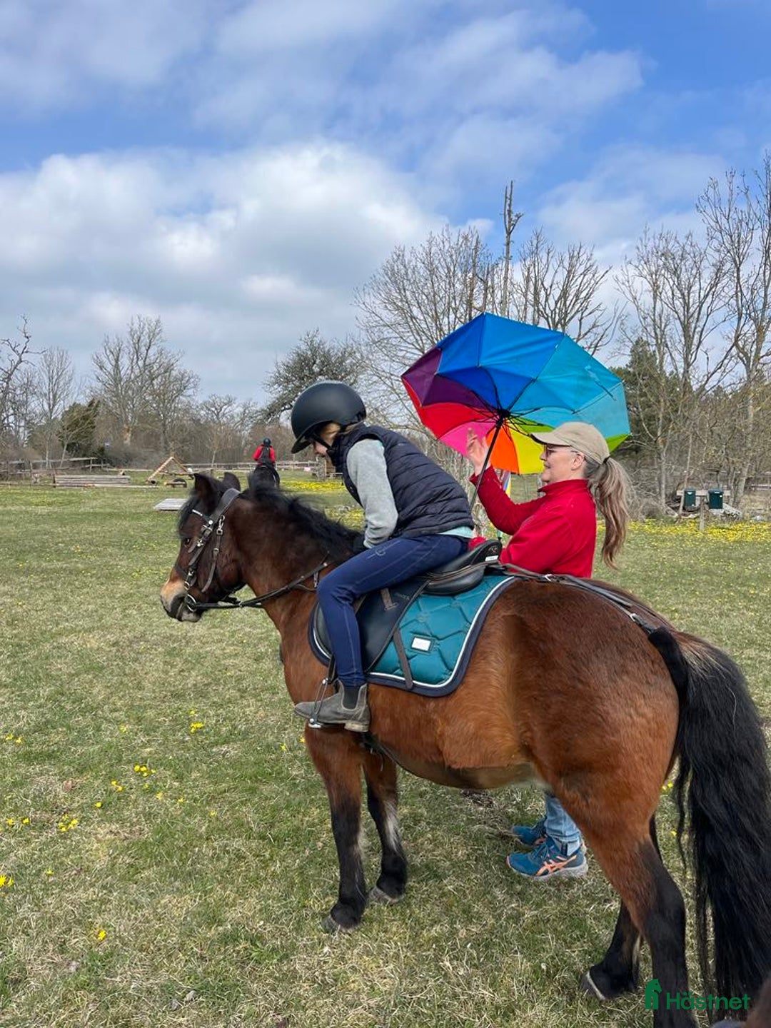 Hoppning hästar till salu: Ponnyn som älskar att jobba - Annons 9