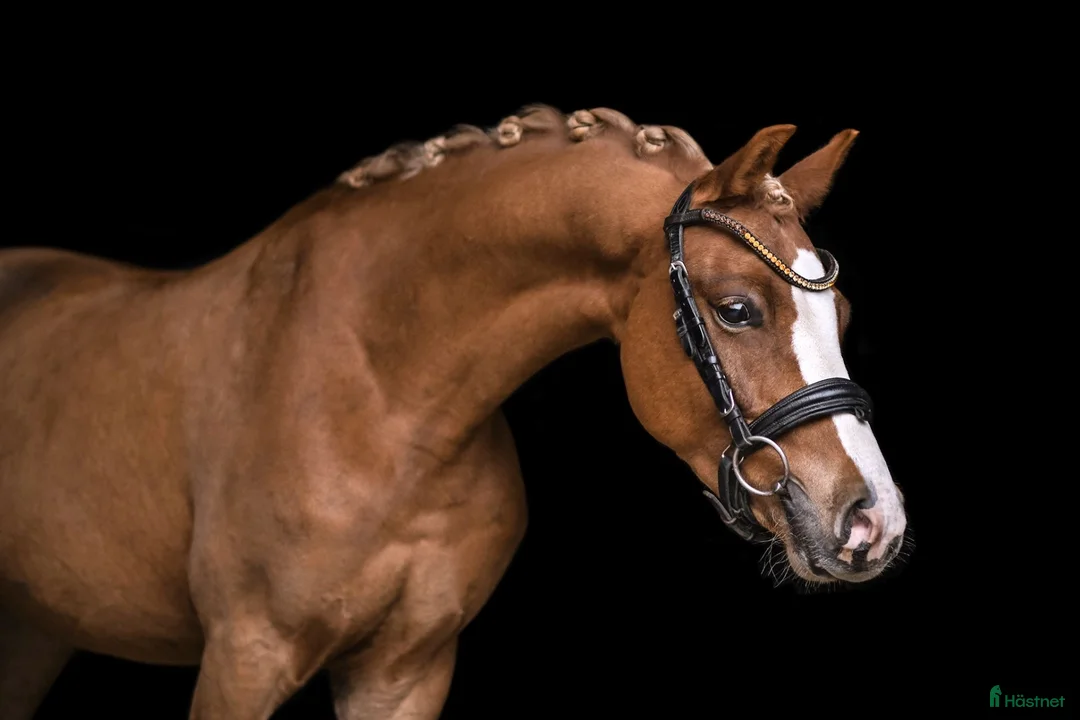 Hoppning hästar till salu: Top jumping pony! C-group - Annons 2