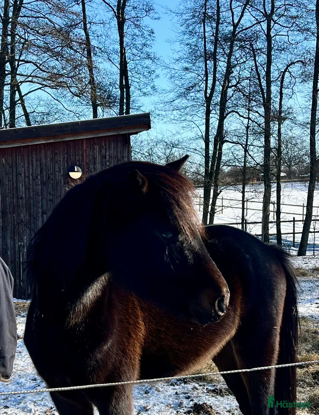 Dressyr hästar till salu: Helbror till Frans Isak-23 i Torna-hällestad - Annons 1