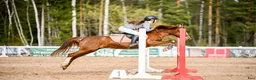Hoppning hästar till salu: Champion pony i Stockholm - Annons 6
