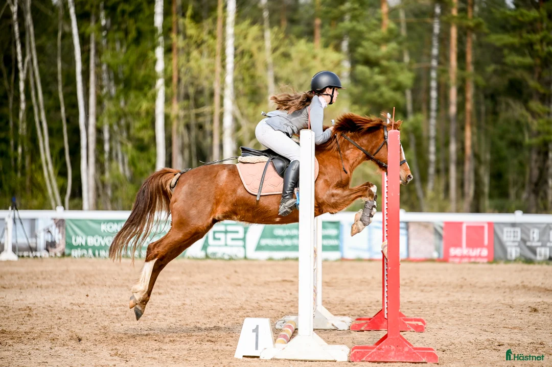 Hoppning hästar till salu: Champion pony i Stockholm - Annons 6