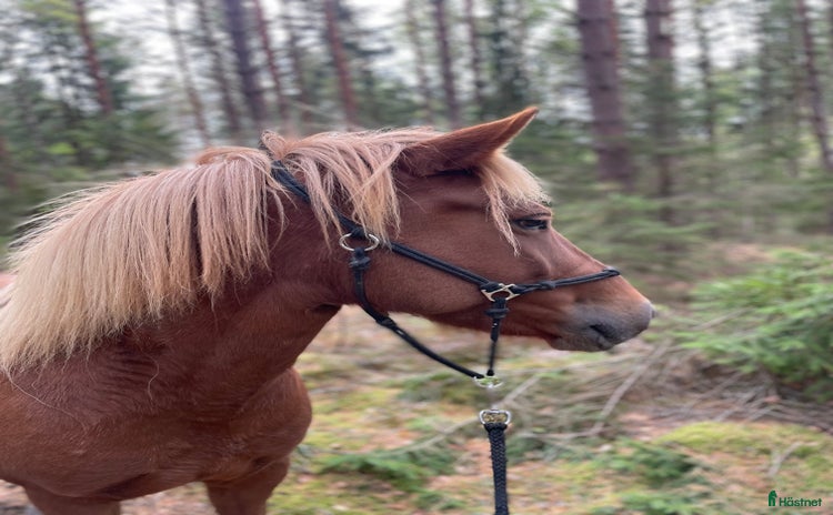  hästar i Enköping - Annons 2