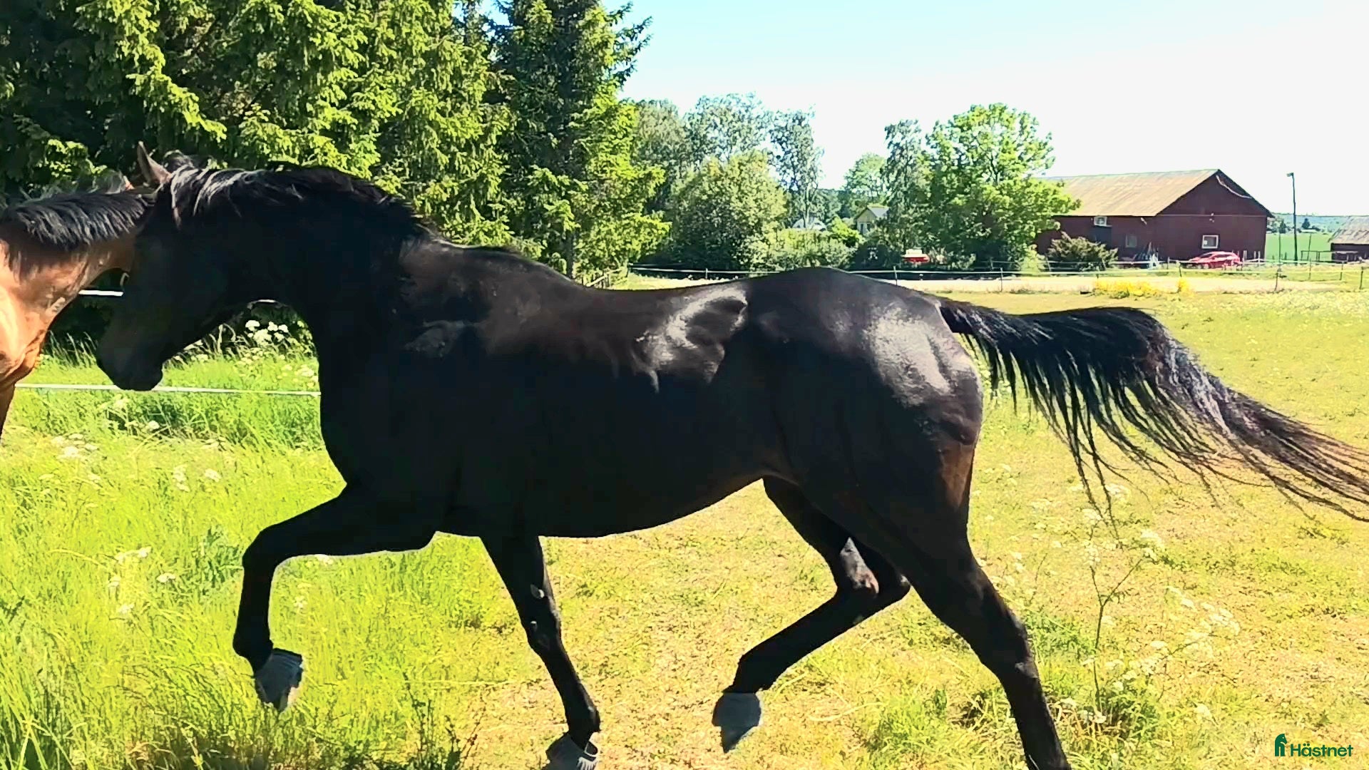  hästar Fullblod till Avel i Örsundsbro - Annons 7