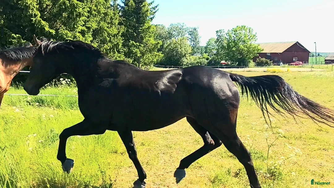 Avelshästar hästar till salu: Vackert och välstammat fullblodssto i Örsundsbro - Annons 2