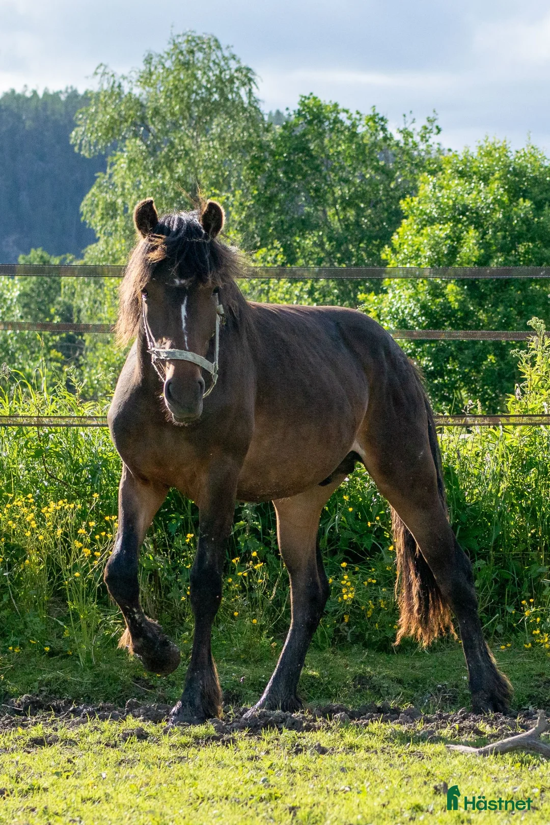 Trav hästar till salu: Avelschansad topphingst - Annons 1