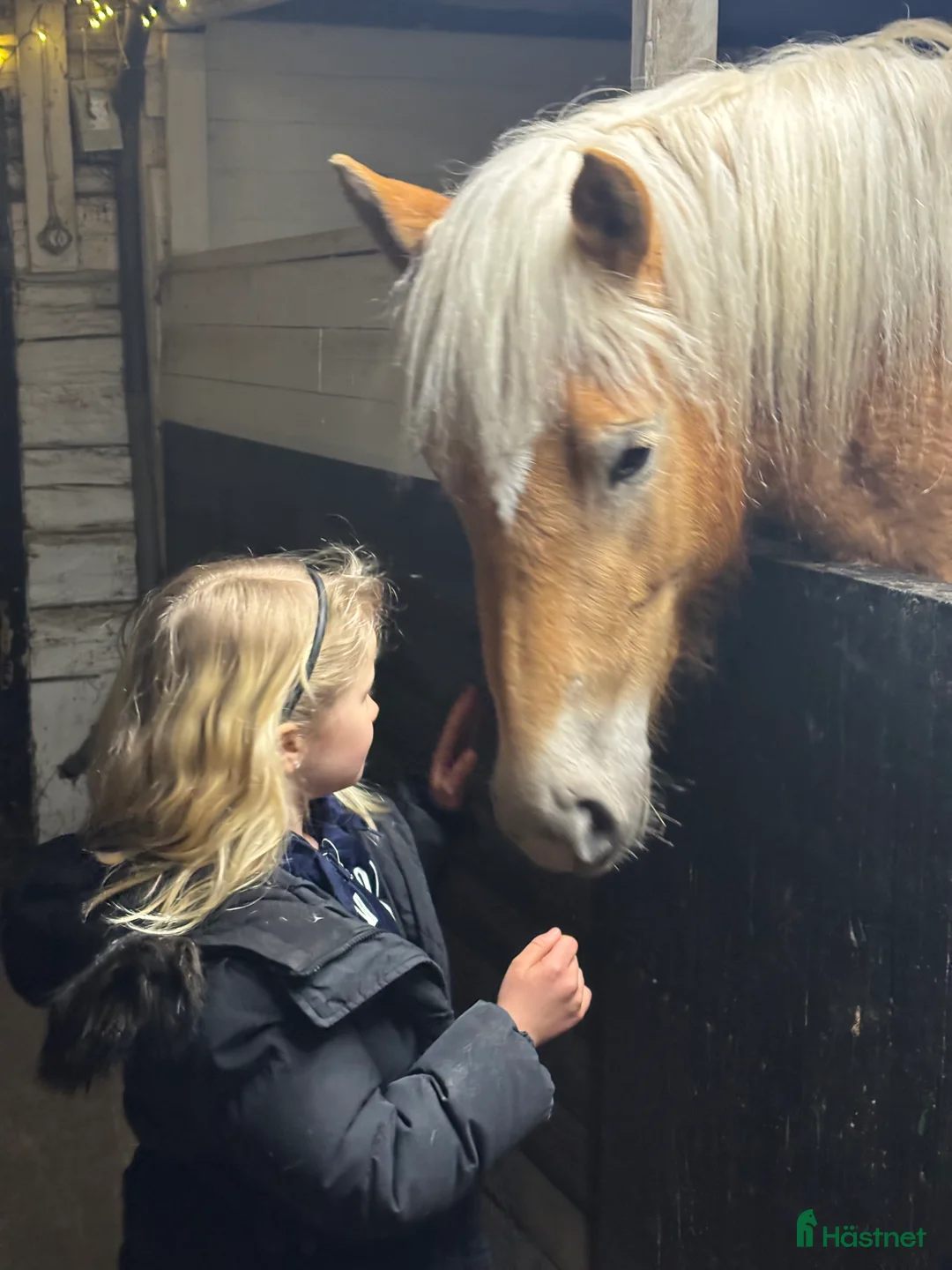 Allround hästar till salu: Fantastisk tjej att forma själv  i Bälinge - Annons 3