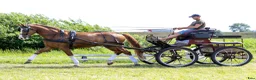 Allround hästar till salu: Top coloured dressage & driving Champion - Annons 18