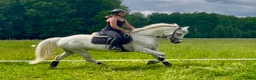 Allround hästar till salu: Mycket fin Connemara Projekt  - Annons 6