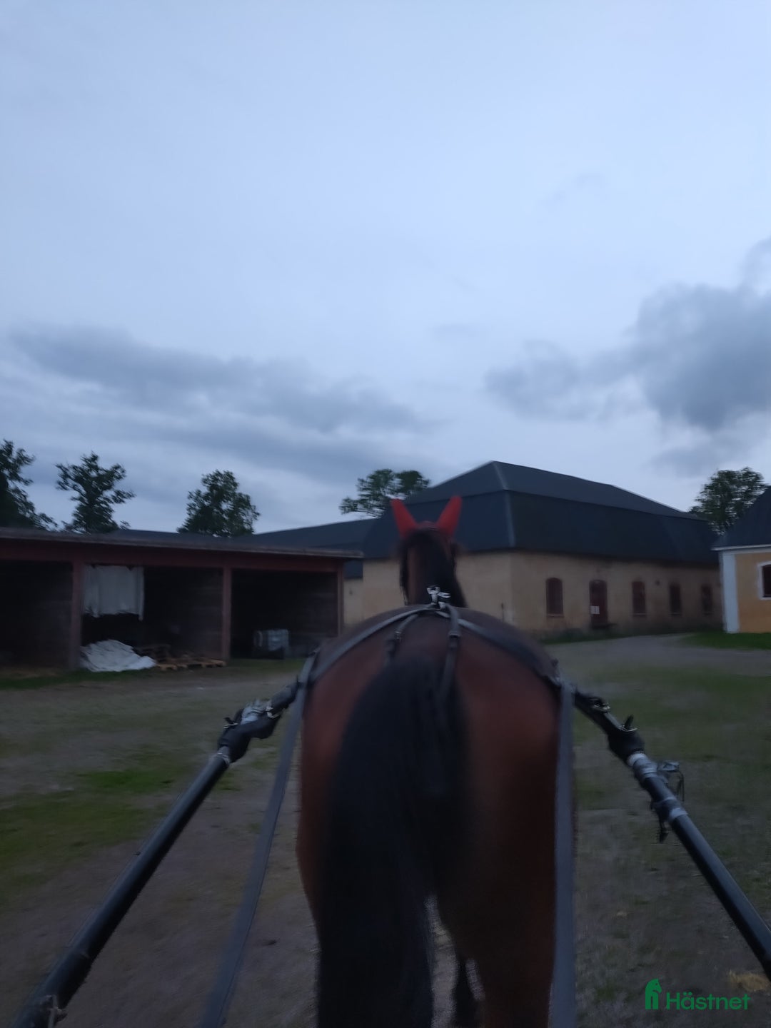 Allround hästar till salu: Sto till valfri disciplin  i Lövstabruk - Annons 2