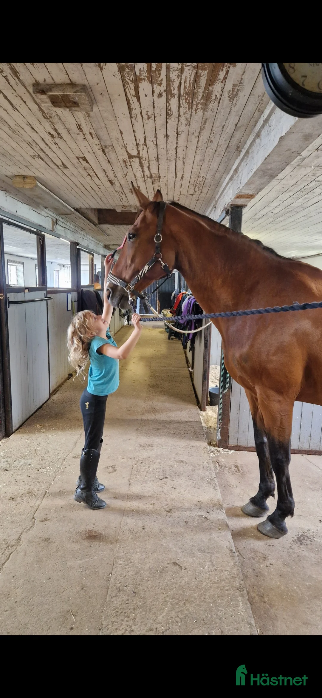 Sällskap hästar till salu: Vackert sto plot blue - jacardo säljes /bytes - Annons 3