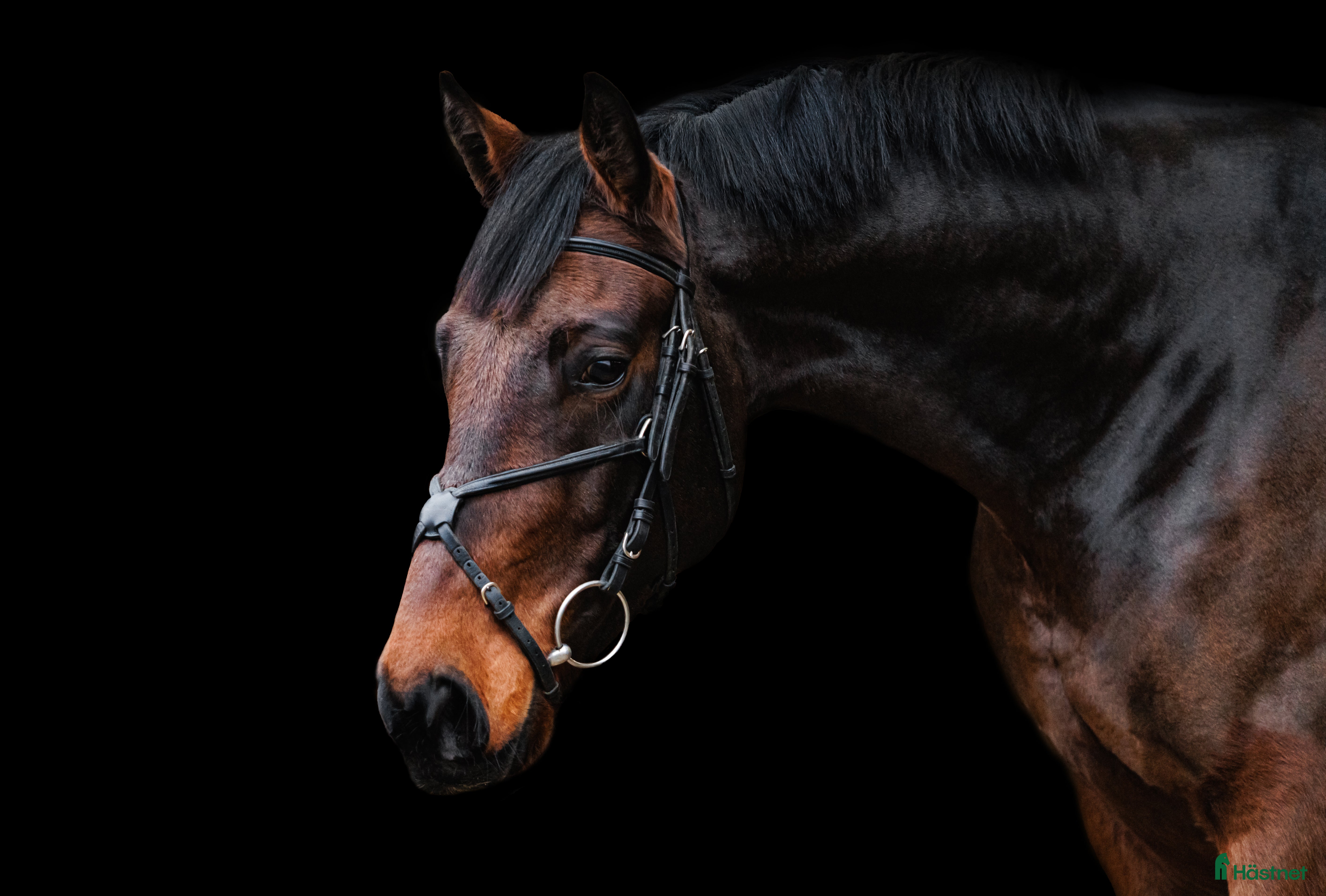  hästar Calm and lovely gelding for any kind of rider! - Annons 1