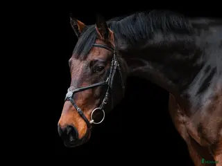 hästar Calm and lovely gelding for any kind of rider! - Annons 1