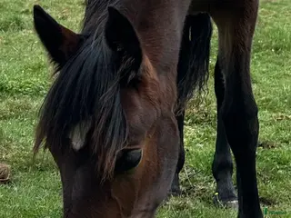 hästar Ungsto, korsning PRE och kallblodstravare - Annons 5