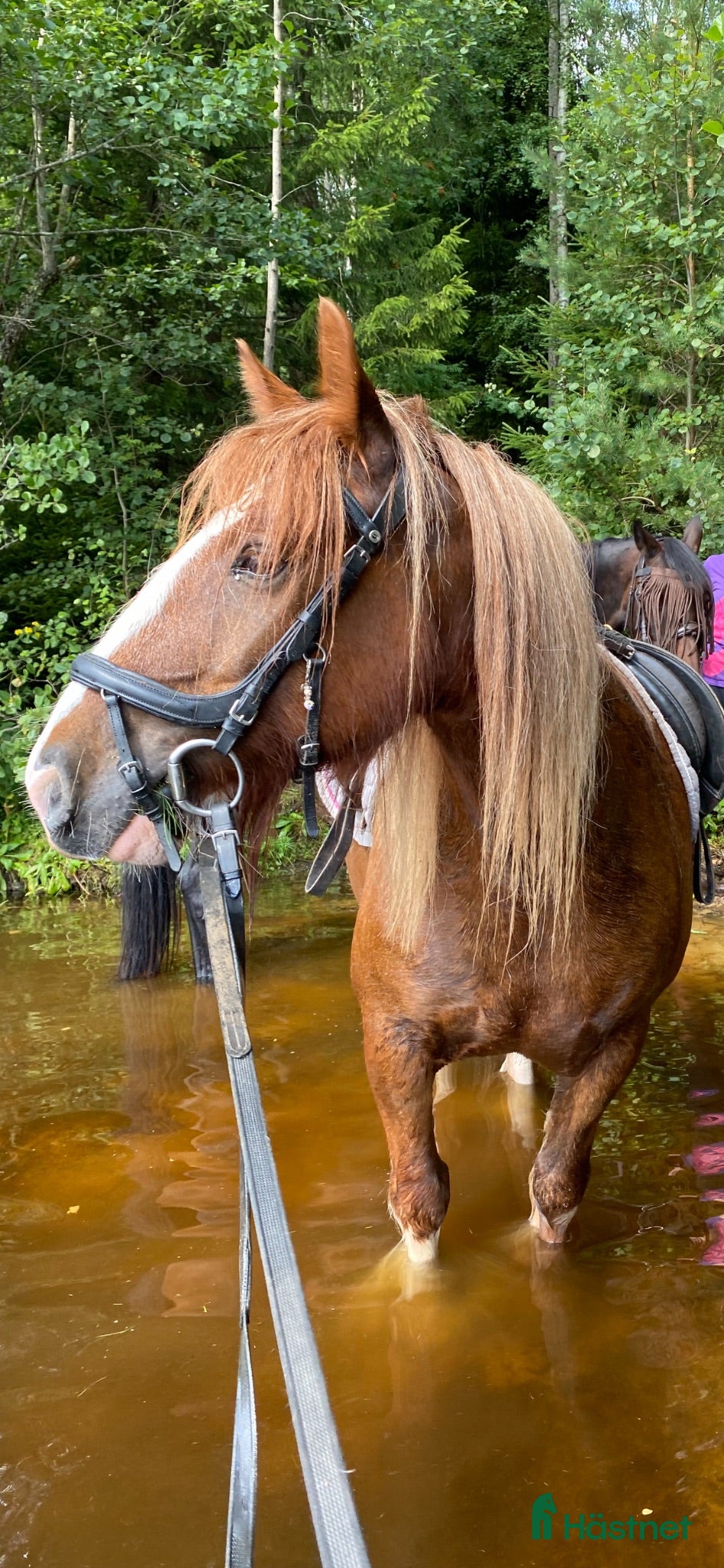  hästar Trygg cob kille - Annons 1