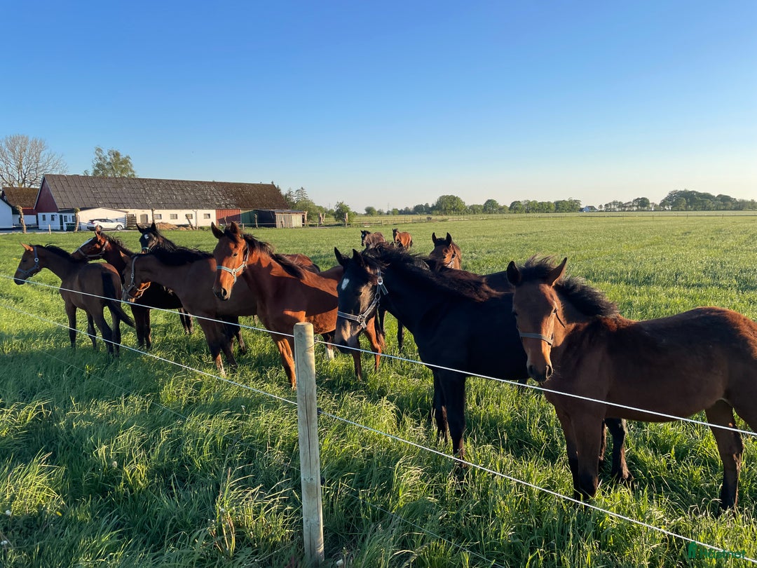  stallplats finnes: Häststall i Löberöd - Annons 1