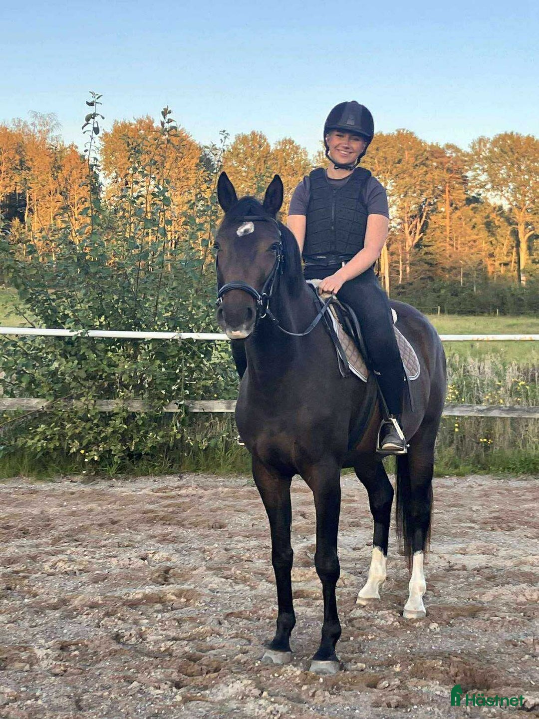 Allround hästar till salu: Trevligt och formbart 3-årigt sto i Uddevalla - Annons 1