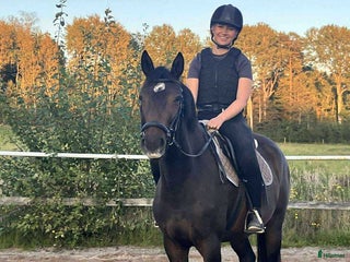 Allround hästar till salu: Trevligt och formbart 3-årigt sto i Uddevalla - Annons 1