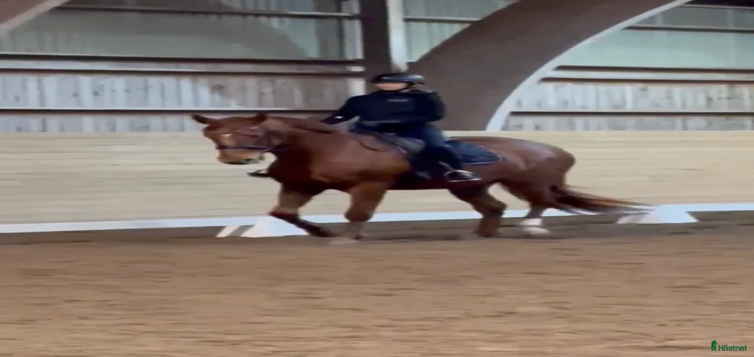 Galleribild {{count}}