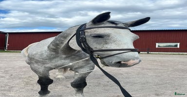  hästar i Hedemora - Annons 3
