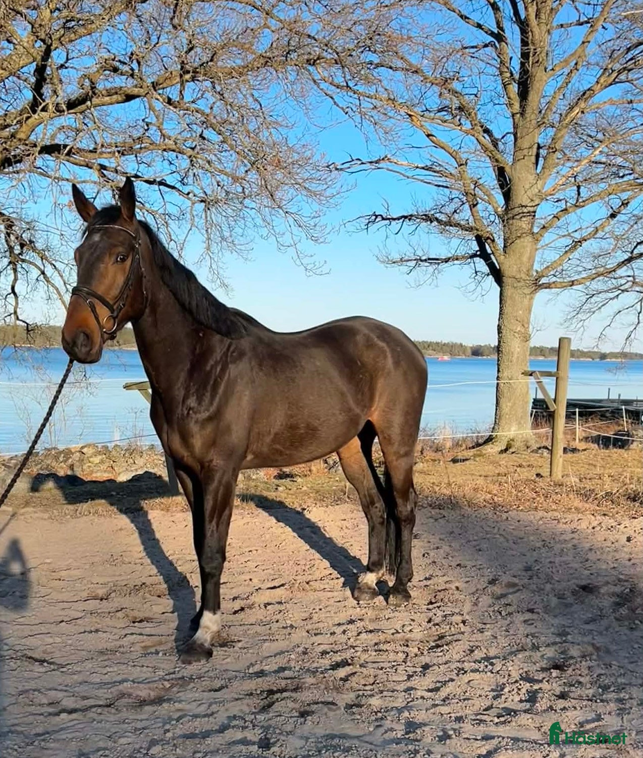  hästar Lovande 6-åring - Annons 2