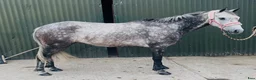 Hoppning hästar till salu: Pumpkin Jack 140cm gelding  - Annons 15