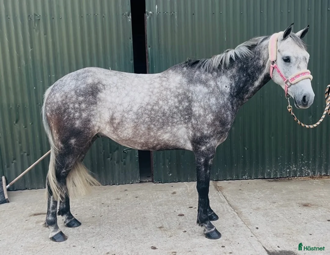 Hoppning hästar till salu: Pumpkin Jack 140cm gelding  - Annons 15