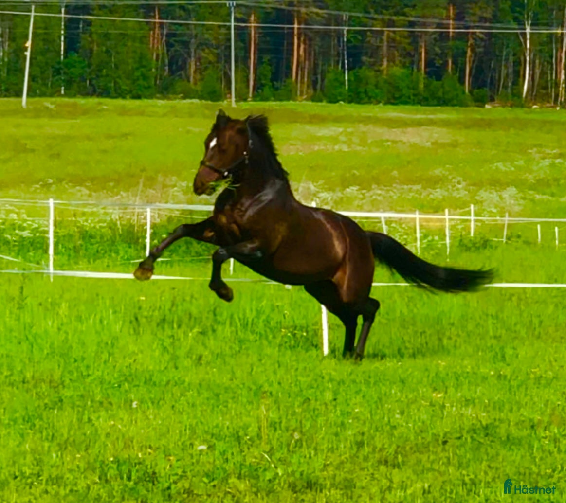  hästar Vi söker ny familjemedlem manke: 160+ i Piteå - Annons 2