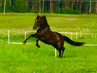 hästar Vi söker ny familjemedlem manke: 160+ i Piteå - Annons 2