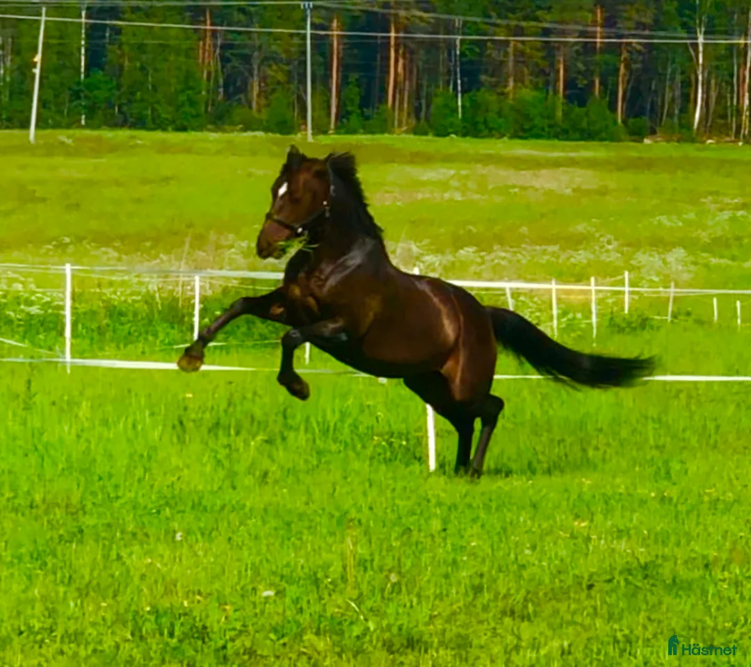 Allround hästar sökes: Vi söker ny familjemedlem manke: 160+ i Piteå - Annons 1