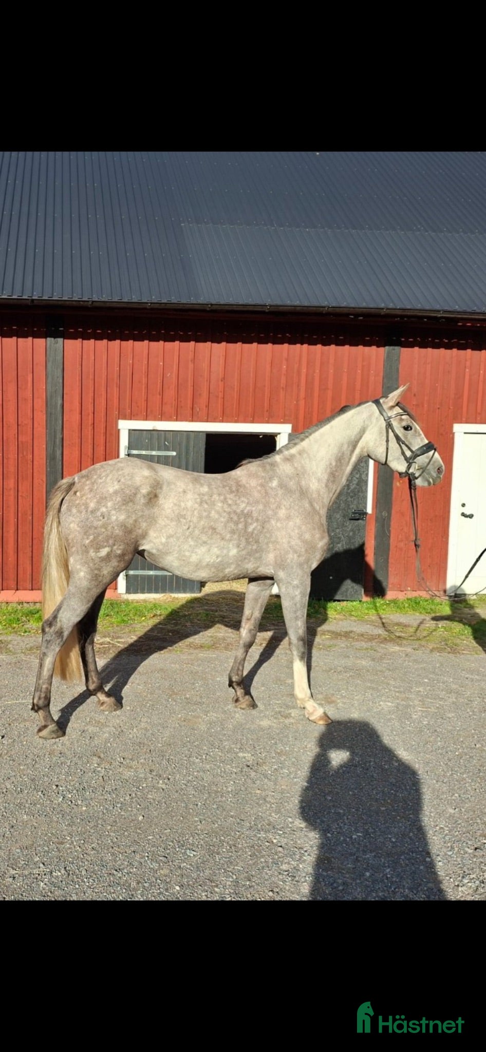  hästar Fantastisk unghäst med kvalitéer - Annons 2