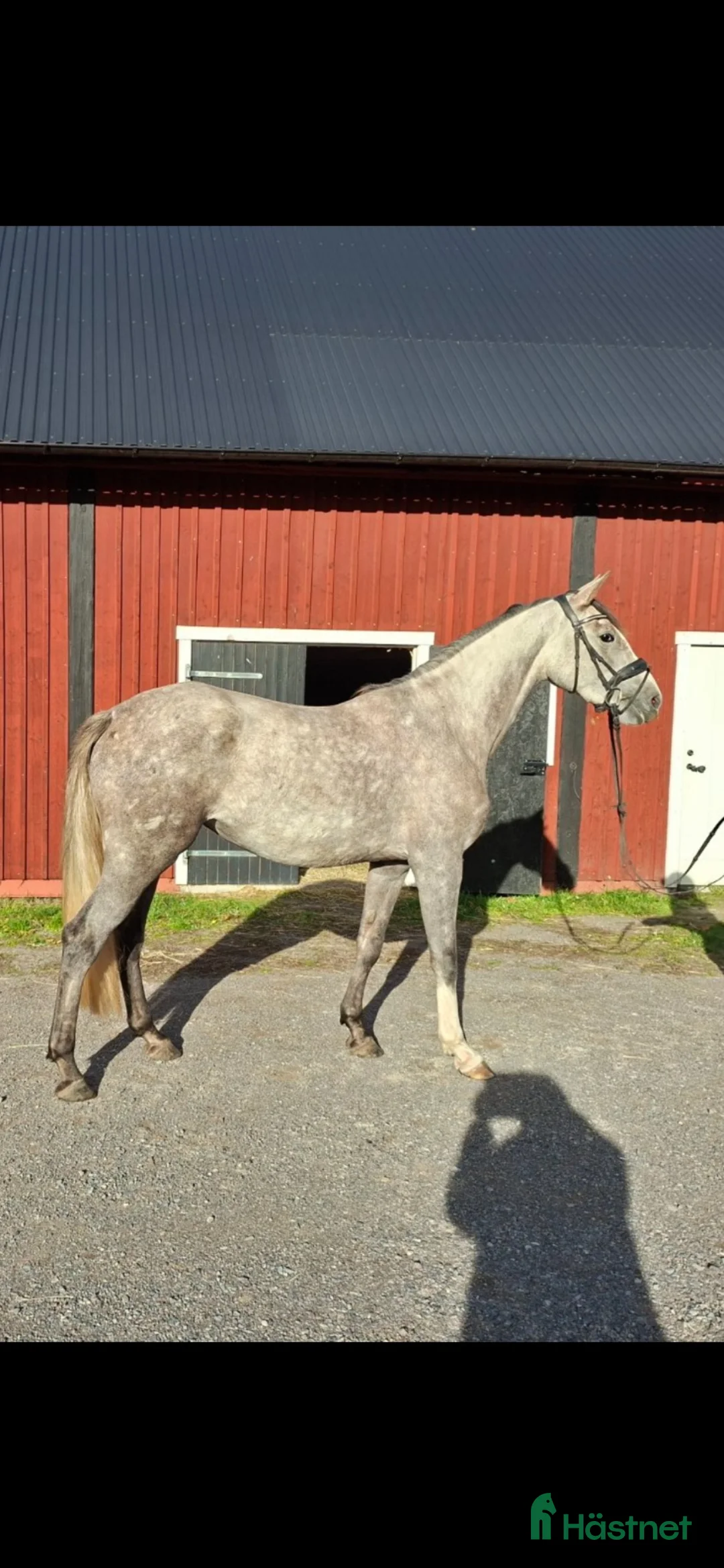 Hoppning hästar till salu: Fantastisk unghäst med kvalitéer - Annons 1