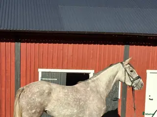 hästar Fantastisk unghäst med kvalitéer - Annons 2