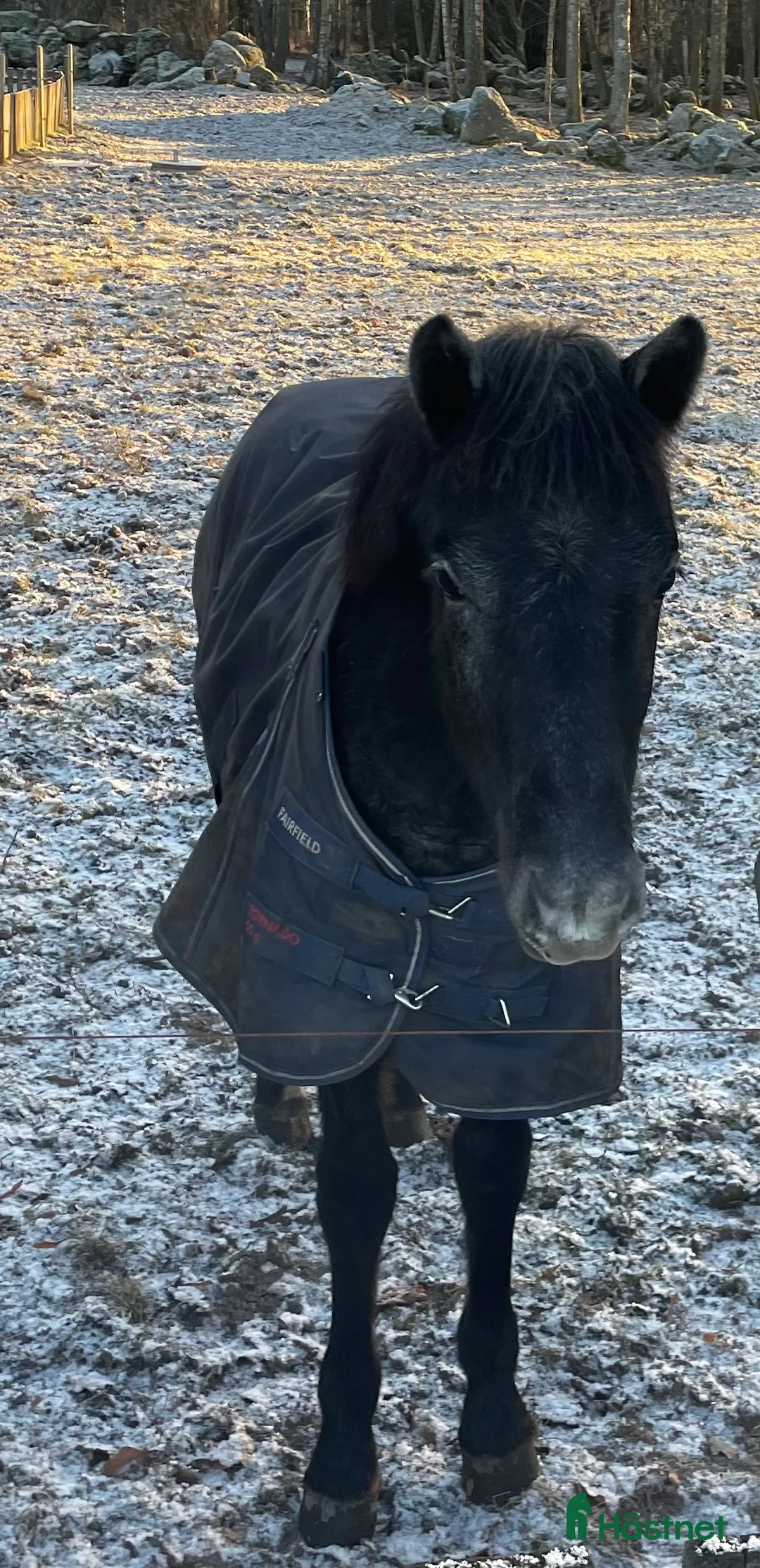 Allround hästar till salu: En diamant utöver det extra 🤩 - Annons 3