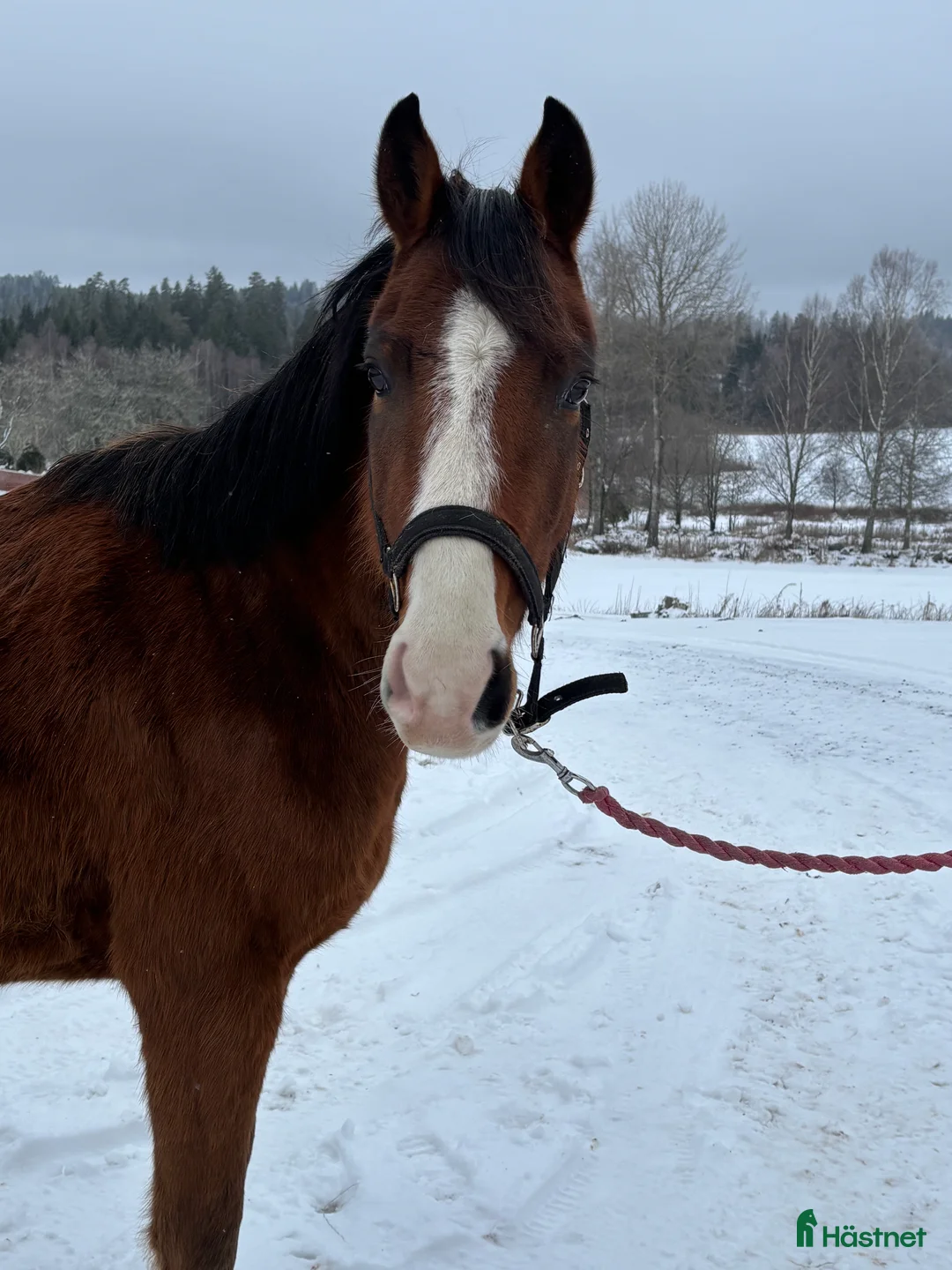 Allround hästar till salu: Två st treåriga D-ponnier - Annons 4