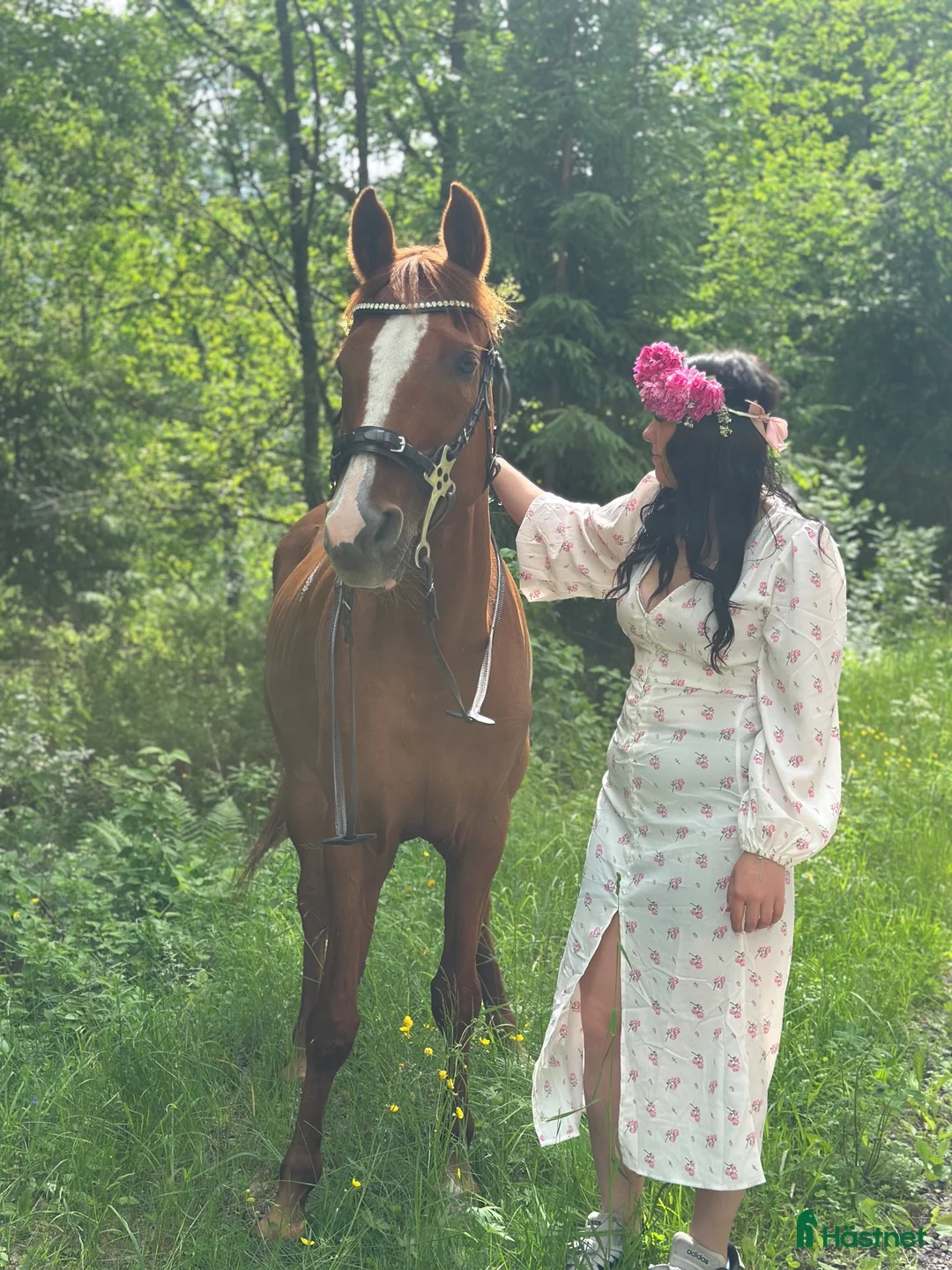 Allround hästar sökes: 🐴 SÖKER MIN NYA BÄSTA VÄN 🐴 - Annons 3