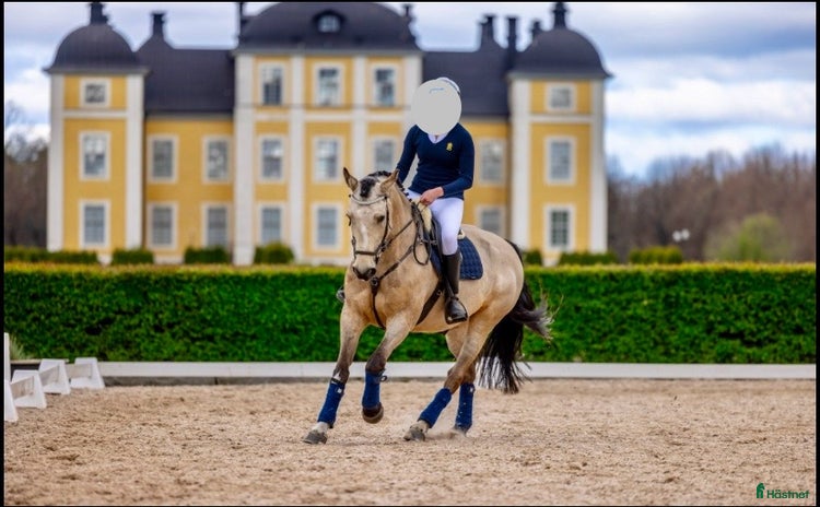  hästar i Strömsholm - Annons 1