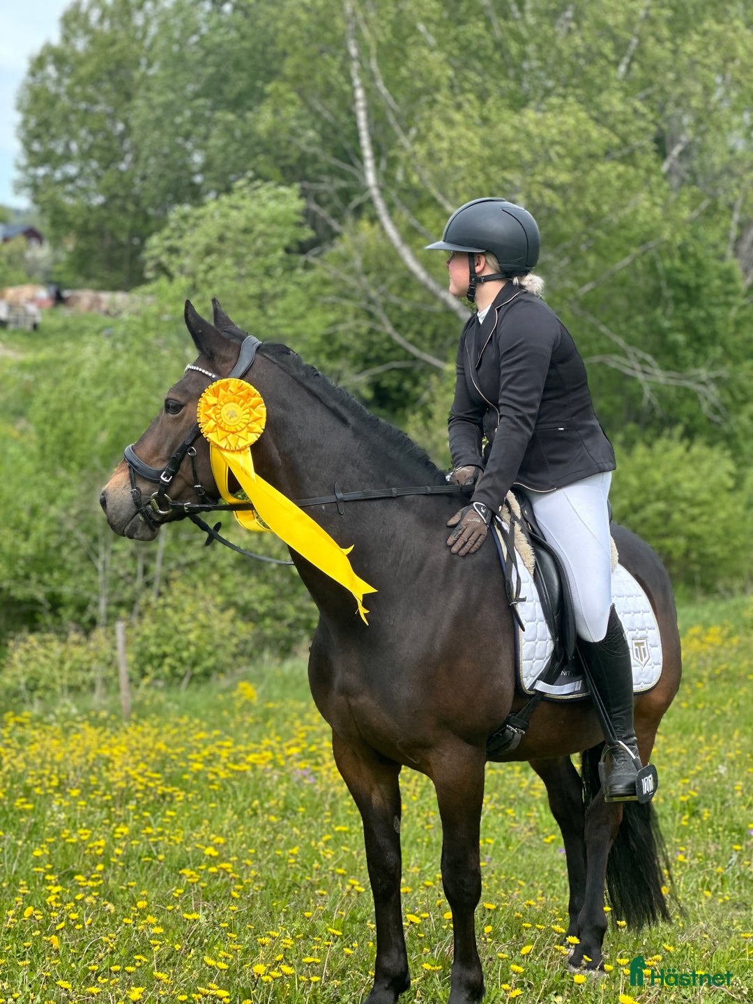 Allround hästar till salu: Fantastisk trygg bästa vän.  i Sundsbruk - Annons 3