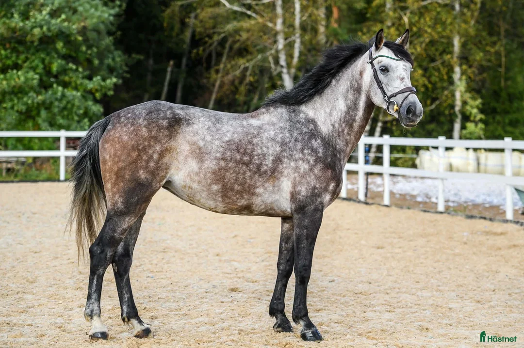 Akademiskt hästar till salu: Jumping mare for sale i Stockholm - Annons 1