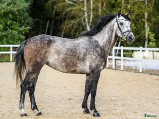hästar Jumping mare for sale i Stockholm - Annons 3