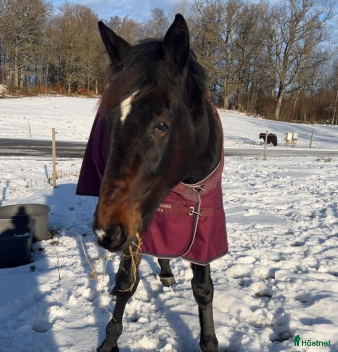 Allround hästar till salu: Hästen med ett hjärta av guld💛 i Älmhult - Annons 2