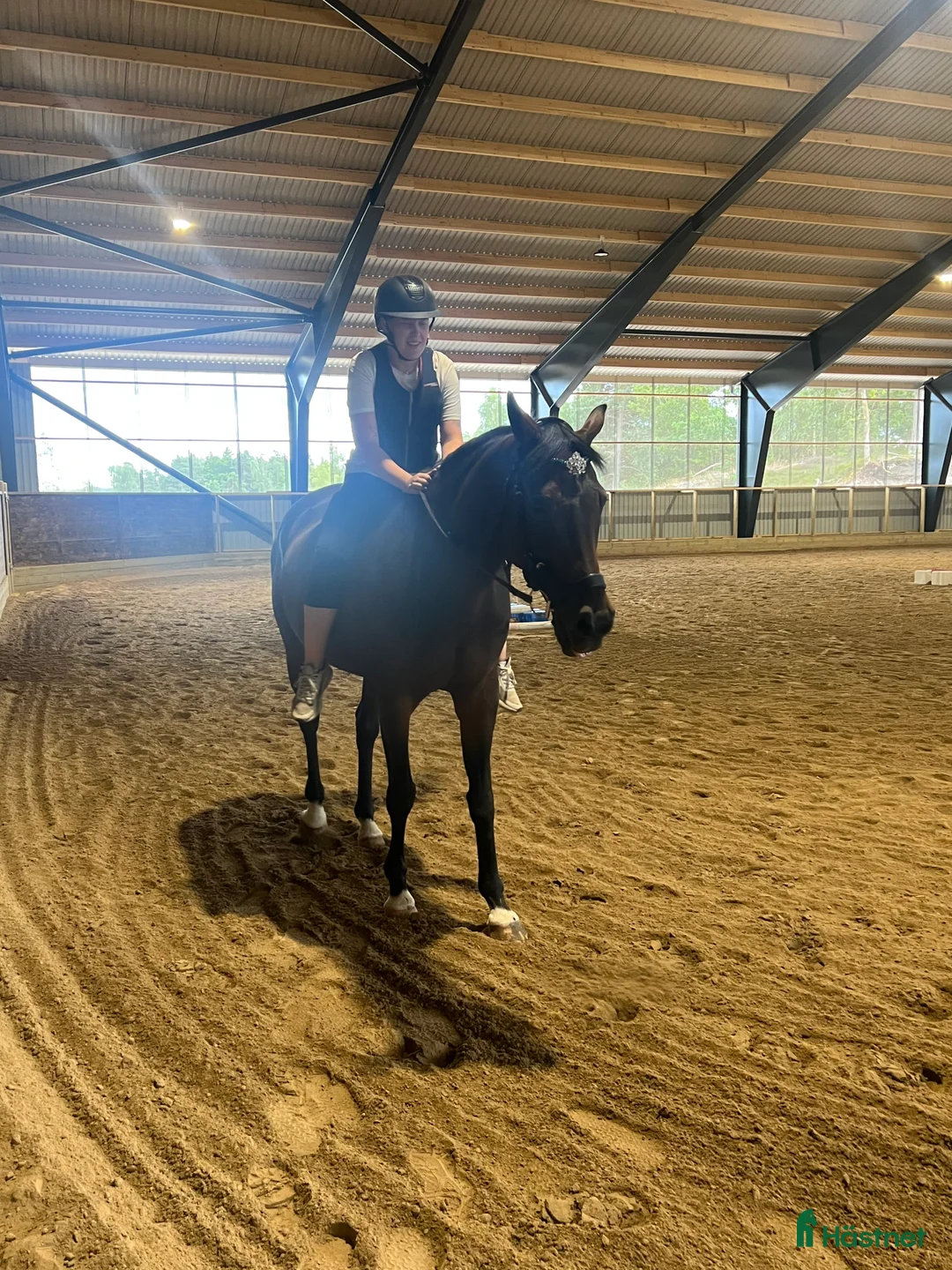 Hoppning hästar till salu: Häst med kapacitet i Henån - Annons 3