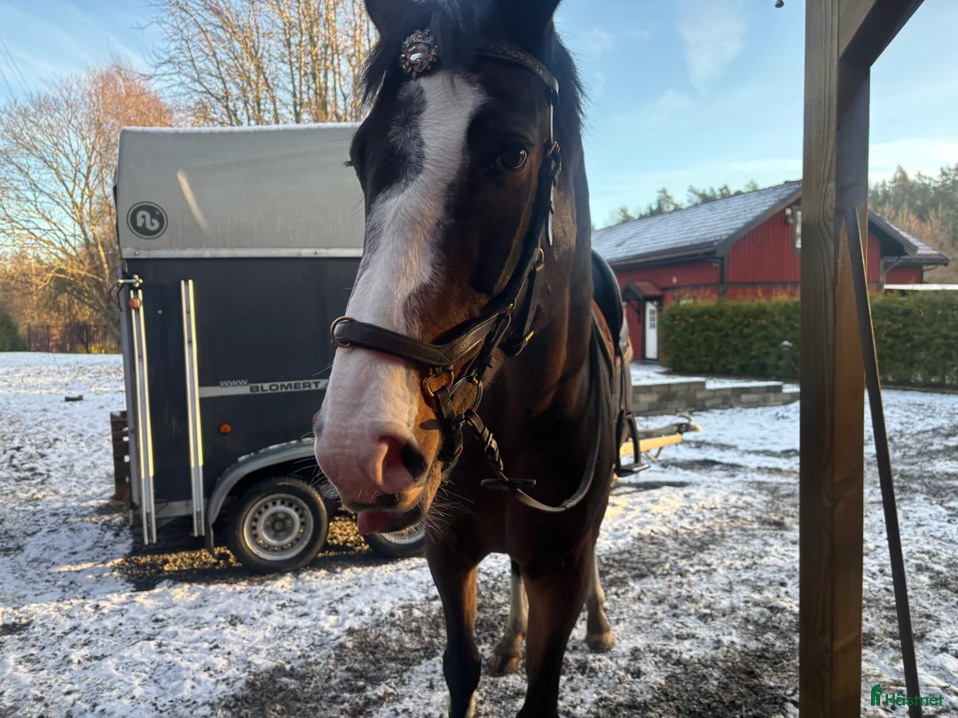  medryttarhäst finnes: Erfaren medryttare till häftig Swb hopp/dressyr i Västerhaninge - Annons 8