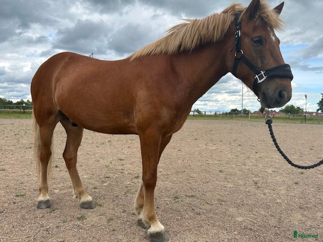Island hästar till salu: Skrímsli fra Kolsholti 3 i Häljarp - Bild 6