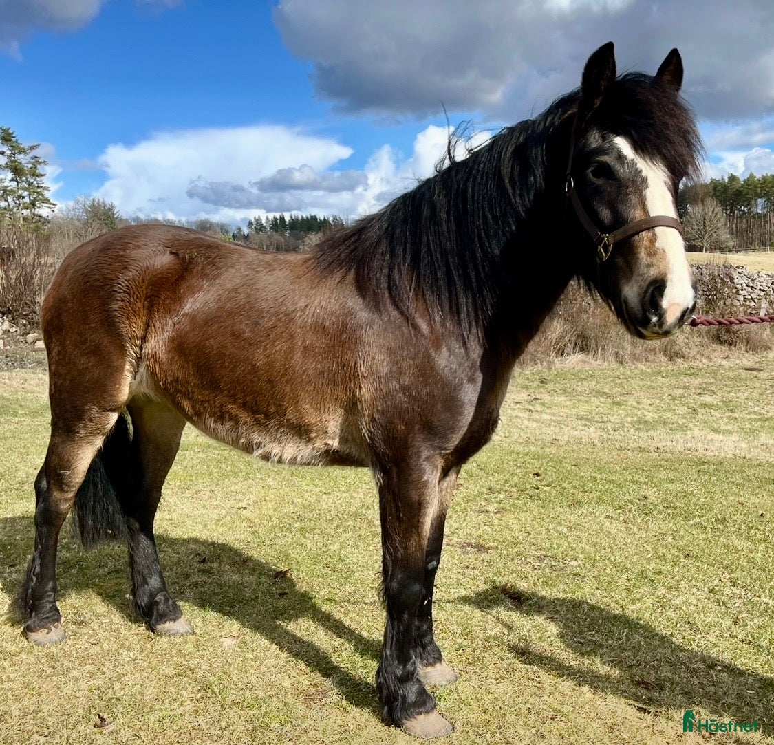  hästar Finaste Mojjan söker nytt hem - Annons 2