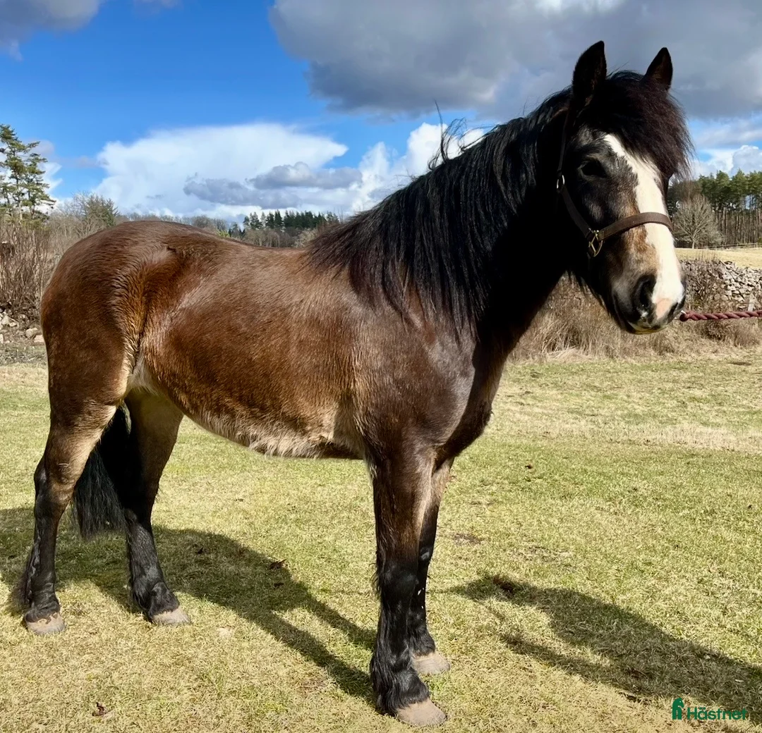 Allround hästar till salu: Finaste Mojjan söker nytt hem - Annons 2