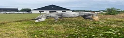  medryttarhäst finnes: Medryttare sökes till mindre d ponny  - Annons 2