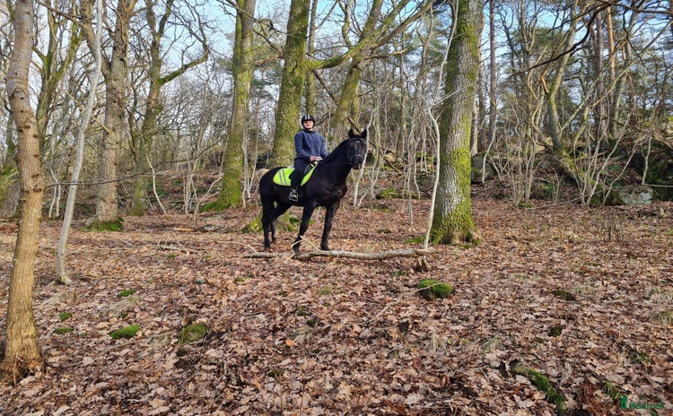  medryttarhäst sökes i Göteborg - Annons 13