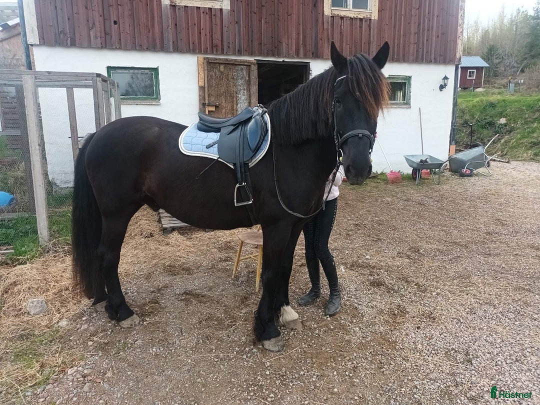 Allround hästar till salu: Skogsmulle söker nytt hem i Matfors - Annons 2